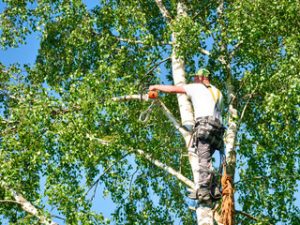 Tree Services 